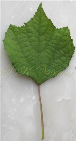  Leaf (Adaxial view)